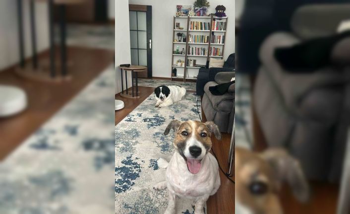 Hatay’dan Ankara’ya uzanan dostluk: Depremzede 2 köpek yeniden bir arada