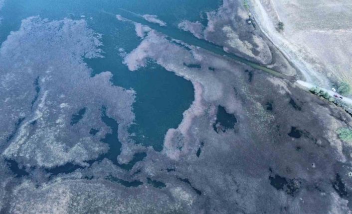 Hızla yayılan yosun ve sazlıklar göleti kapladı