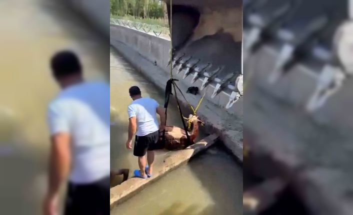 Iğdır’da kanala düşen inek kepçe ile kurtarıldı