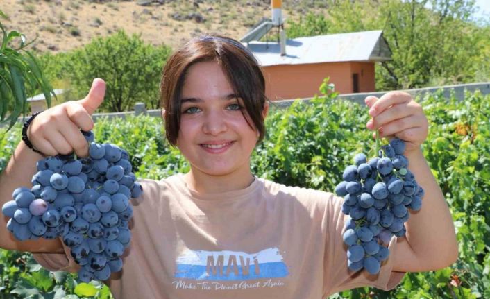 İki asırlık Üzümlü’nün bağlarında Cimin üzümü hasadı başladı