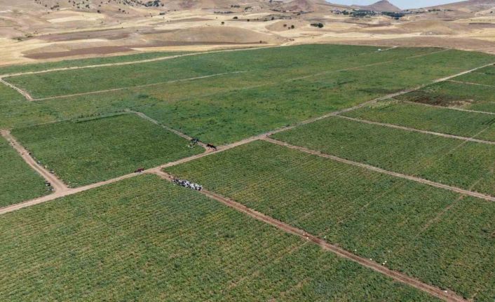 İki bin dönüme domates eken üretici: "Dışarıda 25 liraya alacağınıza tarladan 8 liraya alın"