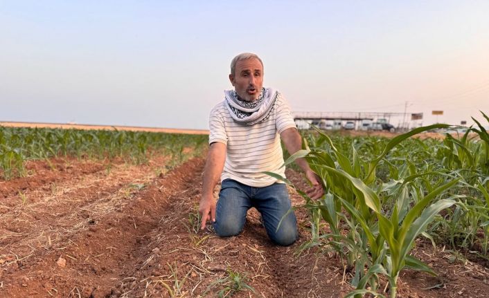 İki tohum arasındaki büyüme farkı çiftçiyi kızdırdı