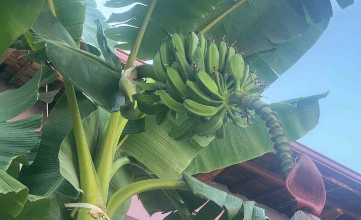 İnat etti, 700 rakımda muz yetiştirdi