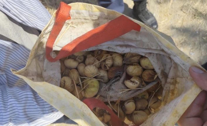 İncir hırsızı yakalandı