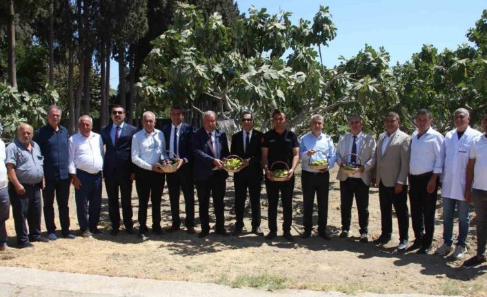 İncirliova’da protokol üyeleri incir hasadına katıldı