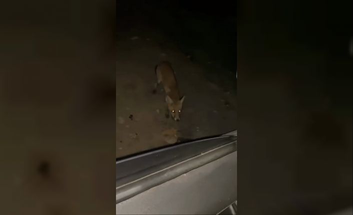 İnegöl’de sürücü tilkiyi cipsle besledi