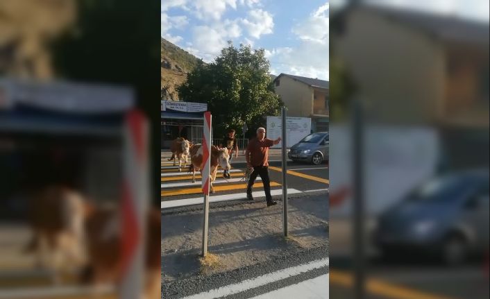 İnekler yaya geçidini kullandı, sahibi "Mecburen" dedi