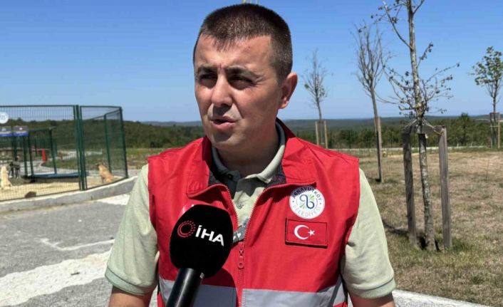 İstanbul Valiliği’nin talimatı sonrası Arnavutköy’de sahipsiz hayvanlar toplanmaya başlandı