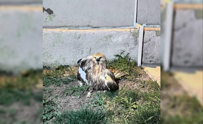 Jandarma tarafından bulunan yaralı kızıl şahin tedavi altına alındı