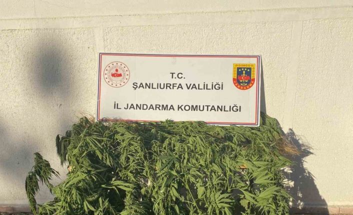 Jandarmadan uyuşturucu operasyonu