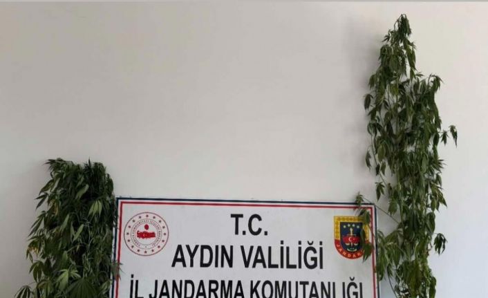 Jandarmadan uyuşturucu operasyonu: 12 şüpheli yakalandı