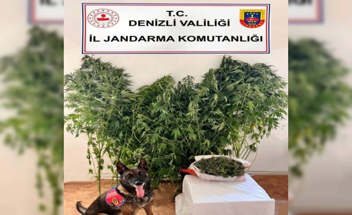 Jandarmanın uyuşturucu operasyonunda 24 kök kenevir, 2,5 kilo esrar ele geçirildi