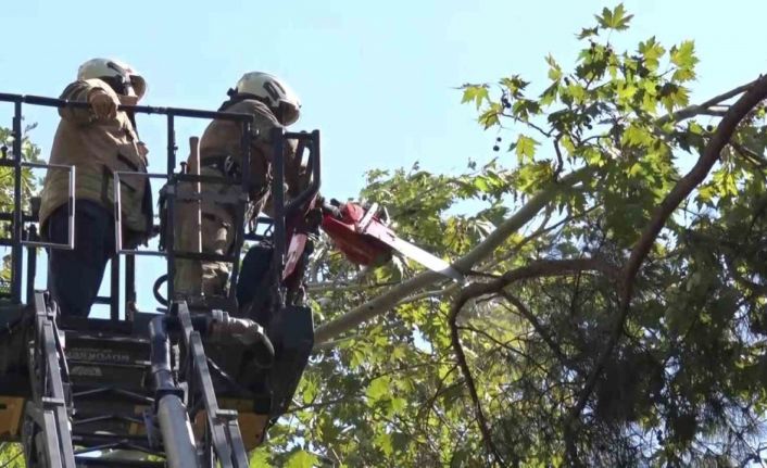 Kadıköy’de kuvvetli rüzgar ağacı kırdı