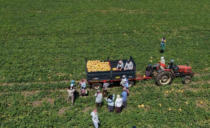 Kadın işçiler ekmek parasını topraktan çıkarıyor