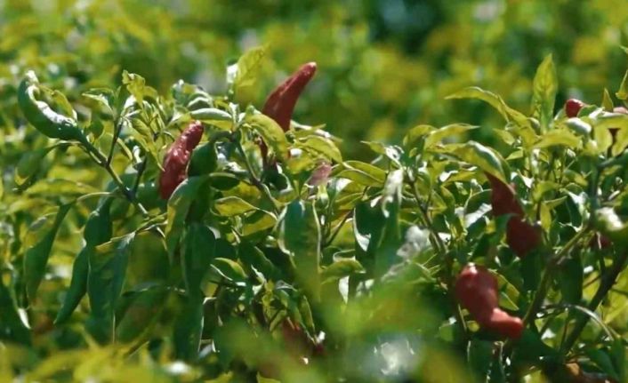 Kadınların biber mesaisi başladı