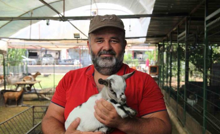 Kafasındaki poşetle sürüye kabusu yaşatan keçinin sahibi: "Poşetin içinde küçük bir delik açmış oradan nefes alabiliyordu"