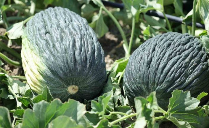 Kahramankazan kavunu için umutlar yeşerdi