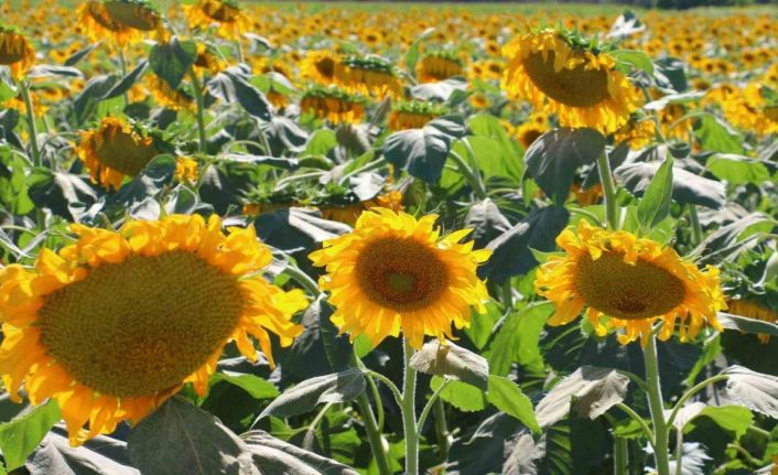 Kahramankazan’da ayçiçeği tarlaları havadan görüntülendi