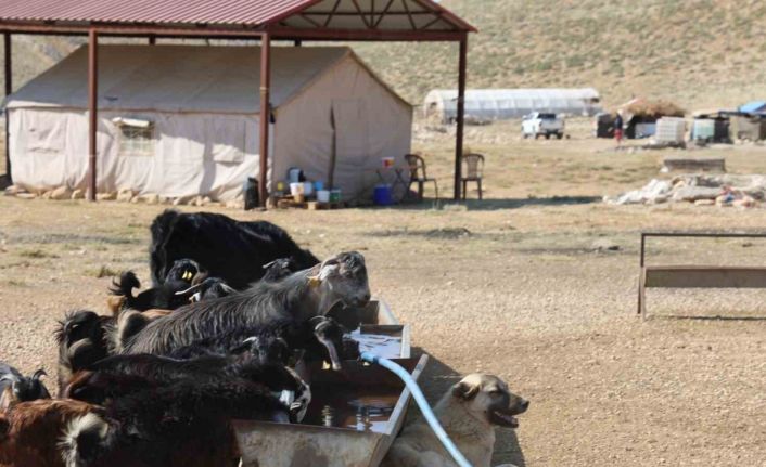 Kahramanmaraş’ta konargöçerler Ahır Dağı zirvesindeki yerlerini aldı