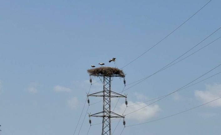 Karabük’te leylek sürüsü ve yuvaları dronla görüntülendi