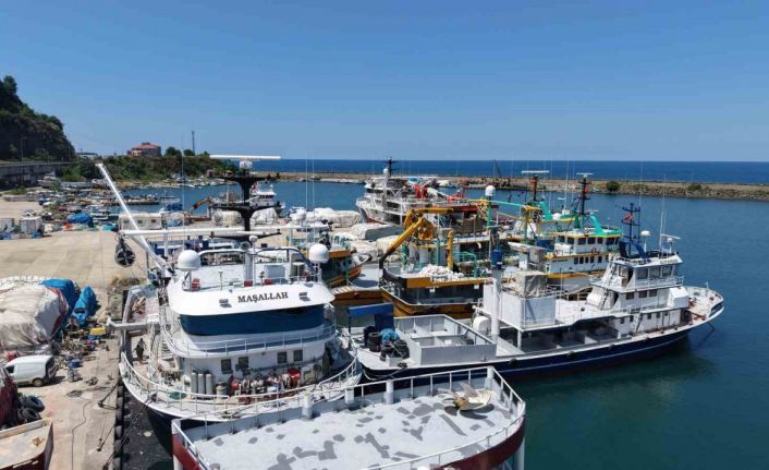 Karadeniz’de balıkçılar yeni av sezonundan umutlu: Palamut görüldü, hamsi bekleniyor