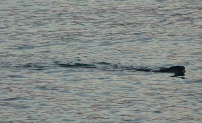 Karadeniz’de sık görülmeleri vatandaşları tedirgin etmişti, uzmanı konuştu