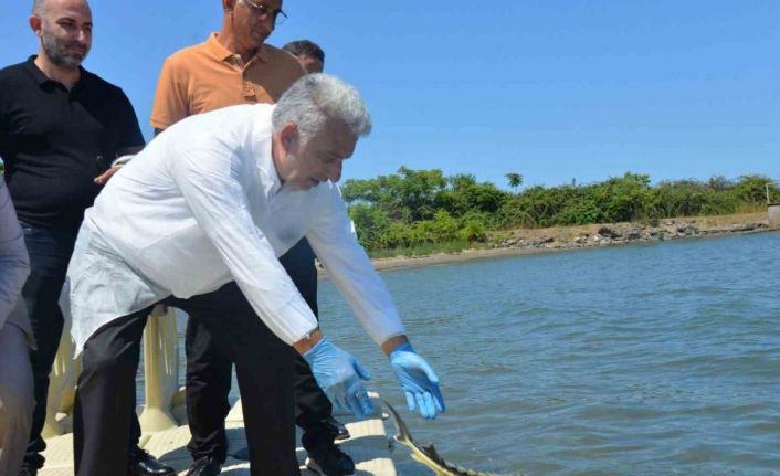 Karadeniz’e kalkan ve mersin balığı bıraktılar