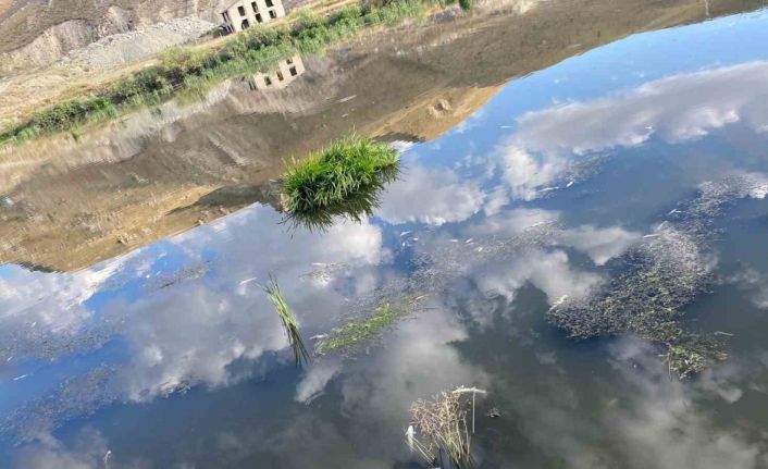 Karasu’da balık ölümleri korku saçıyor