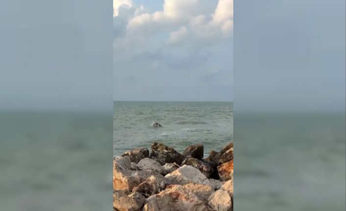 Karataş’ta yunuslar görüntülendi