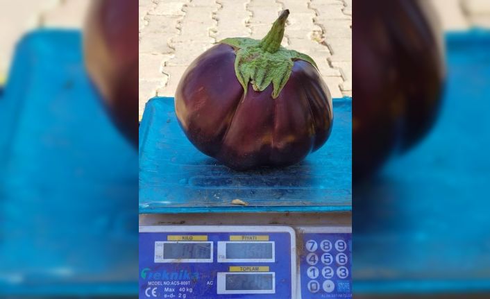 Karpuz gibi patlıcan