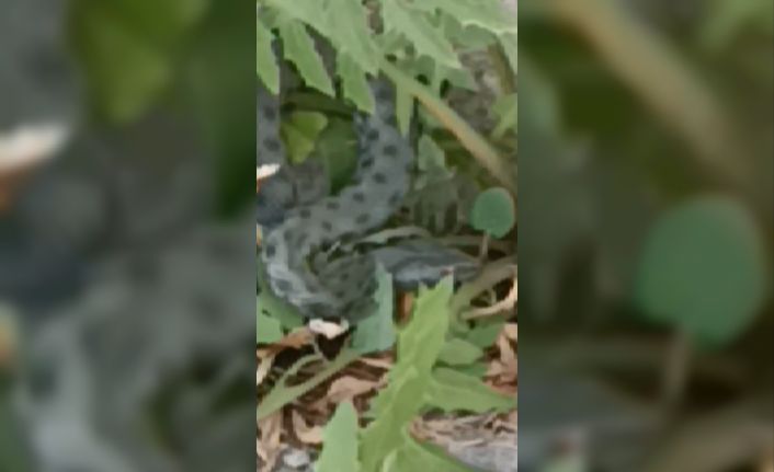 Kars’ta caddede görülen yeşil yılan korkuttu