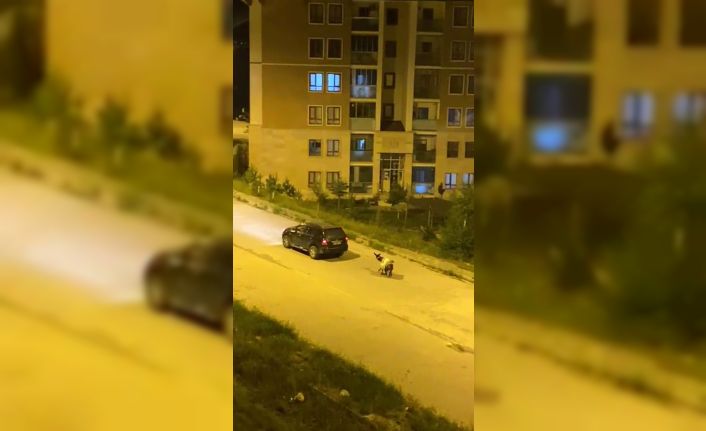 Kars’ta eşeği arabaya bağlayıp, zorla çekerek götürdüler