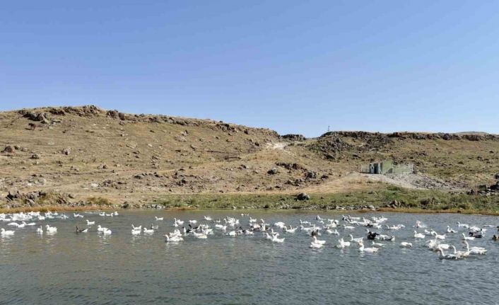 Kars’ta kazlar kış sofraları için besiye alındı