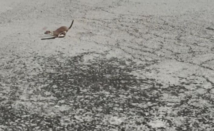 Kars’ta koruma altındaki gelincik caddede görüntülendi