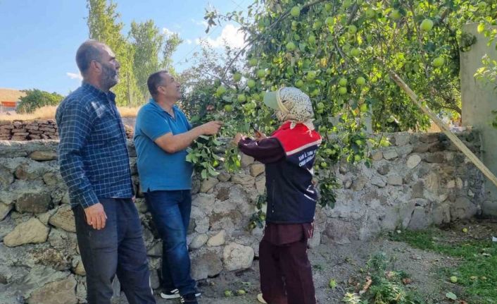 Kars’ta meyve ağaçları aşılanıyor