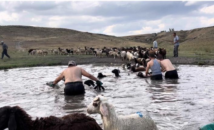 Kars’ta sıcakla mücadele: Sıcaktan etkilenen koyunları derede serinlettiler
