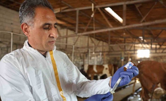 Kars’ta Tarım Orman Müdürü Aydın kolları sıvadı, büyükbaş hayvanları aşıladı