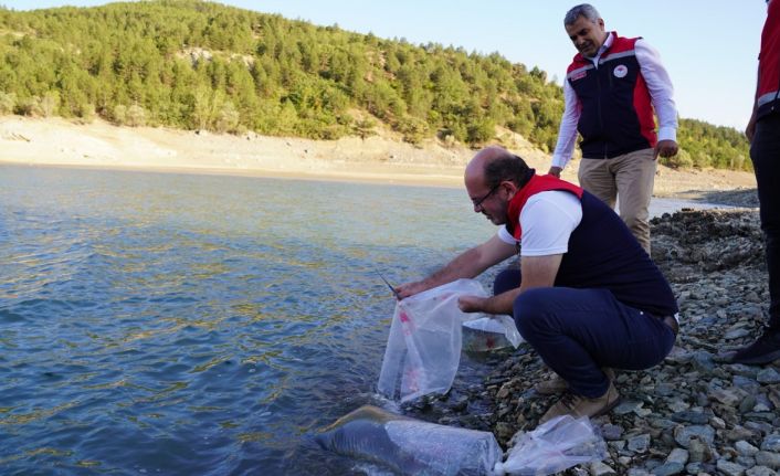 Kastamonu’da baraj ve göletlere 656 bin yavru sazan balığı salındı