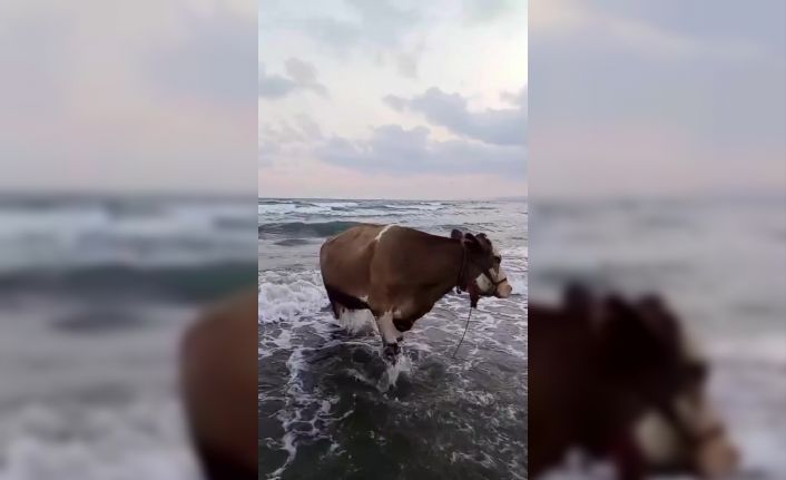Kavurucu sıcaktan bunalan inek soluğu denizde aldı