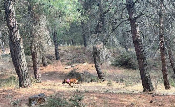Kayıp yaşlı kadını arama çalışmalarına özel eğitimli köpekler de katıldı