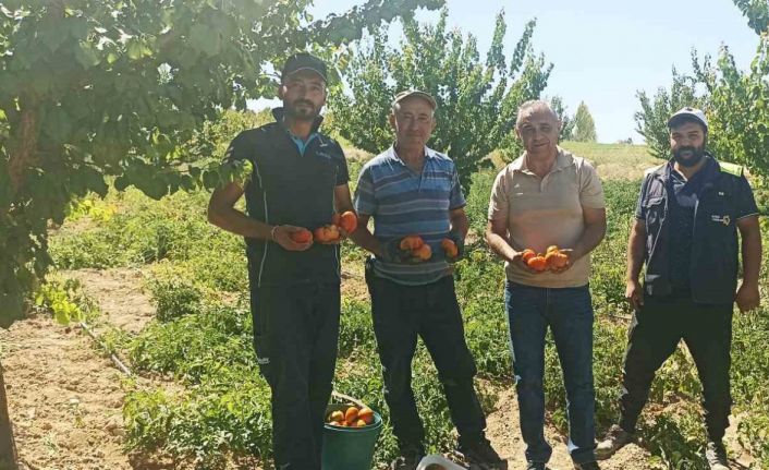 Kayısı meyve vermedi, üretici bahçesine ata tohumu domates ekti