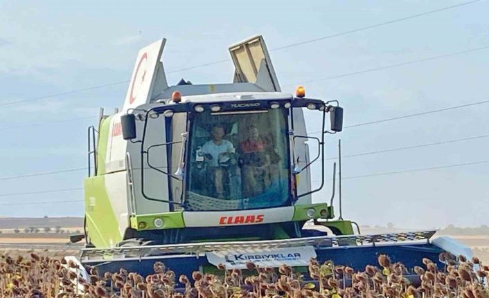 Kaymakam, üreticiyle ayçiçeği hasat etti