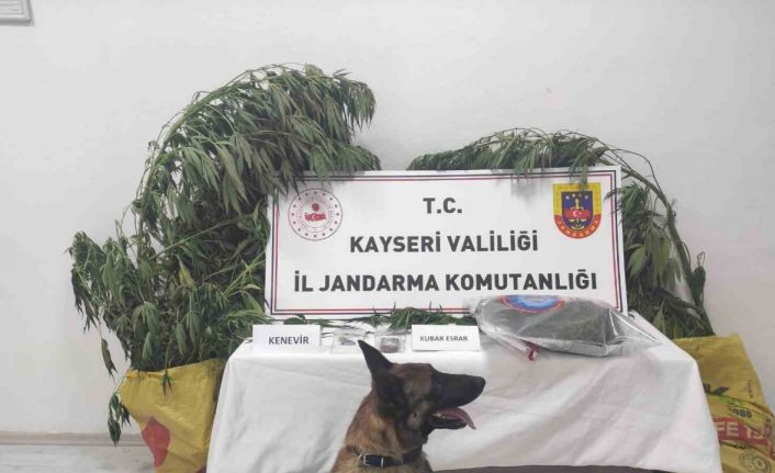 Kayseri’de 7 kök kenevir ele geçirildi: 1 gözaltı
