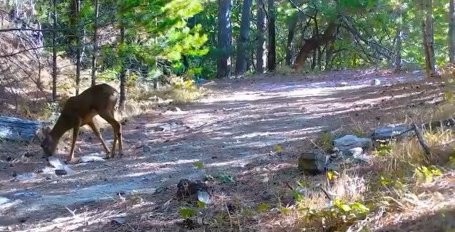 Kazdağları’nın sessiz ve zarif efendisi