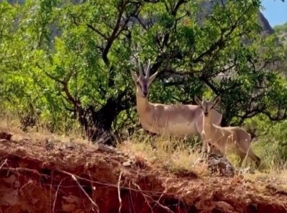 Kemaliye’de anne ve yavru dağ keçisi görüntülendi