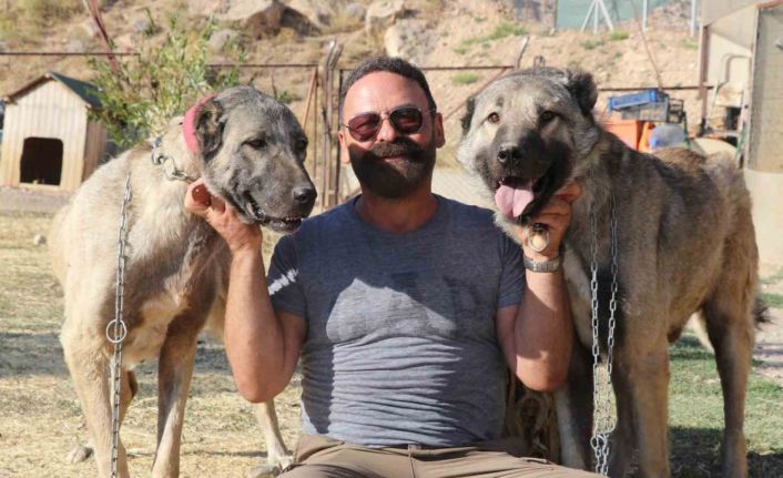 Kendi gen jenerasyonu ile çiftleşmeyen Anadolu’nun Aslanı Kangallar, neslinin saflığını titizlikle koruyor