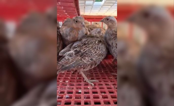 Kene ile mücadele için doğaya 200 çil keklik salındı