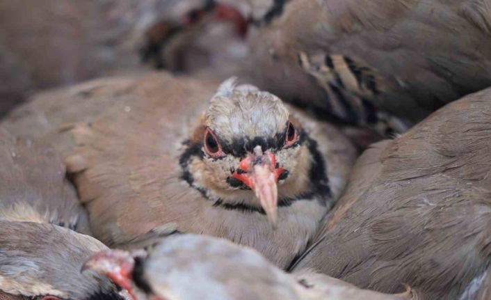 Kenelere karşı mücadele sürüyor: 1 milyona yakın keklik doğaya salındı