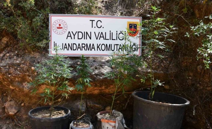 Kenevir yetiştiren şüpheliye eş zamanlı baskın