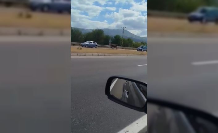 Kesime götürülürken kaçan boğa trafiğe çıktı